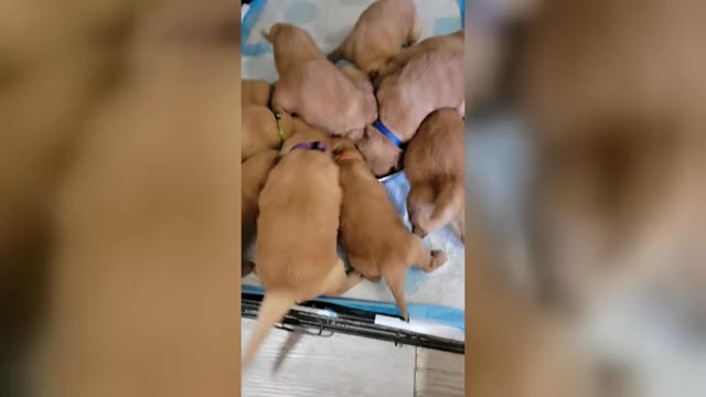 Video preview image #1 Golden Retriever Puppy For Sale in RENO, NV, USA