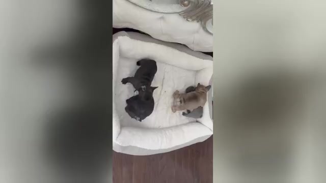 Video preview image #1 French Bulldog Puppy For Sale in TREVOSE, PA, USA