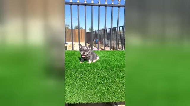 Video preview image #1 French Bulldog Puppy For Sale in BROOKLYN, NY, USA