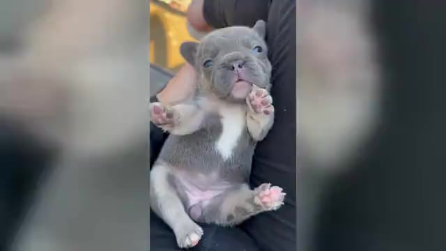 Video preview image #1 French Bulldog Puppy For Sale in DISCOVERY BAY, CA, USA