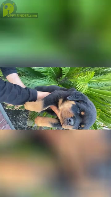 Video preview image #4  Breeder Profile in SYLMAR, CA, USA
