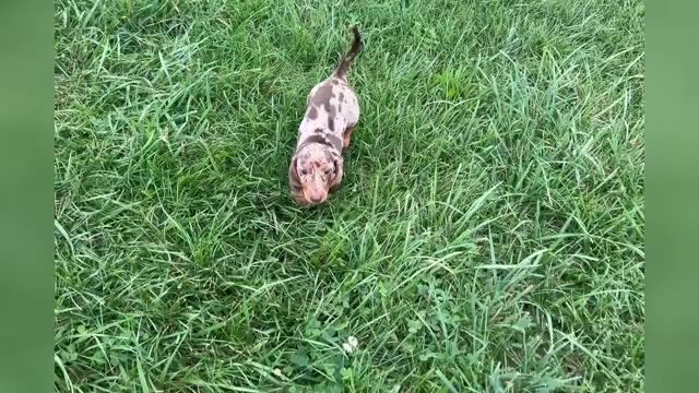 Video preview image #1 Dachshund Puppy For Sale in WARSAW, IN, USA