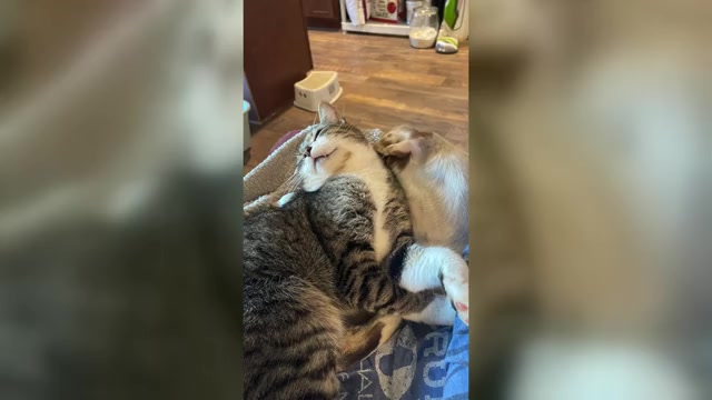 Video preview image #2  Breeder Profile in WESTFIELD, NC, USA