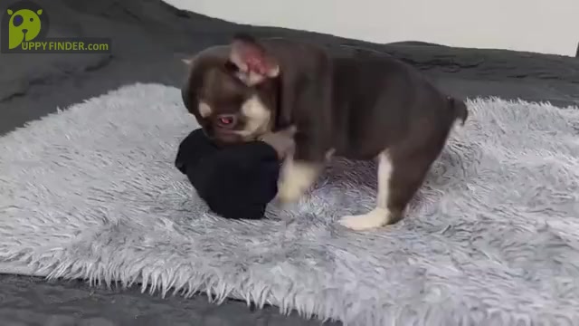 Video preview image #5 French Bulldog Puppy For Sale in BOSTON, MA, USA