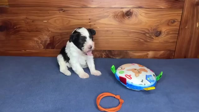 Video preview image #3 Schnauzer (Miniature) Puppy For Sale in BIG CABIN, OK, USA