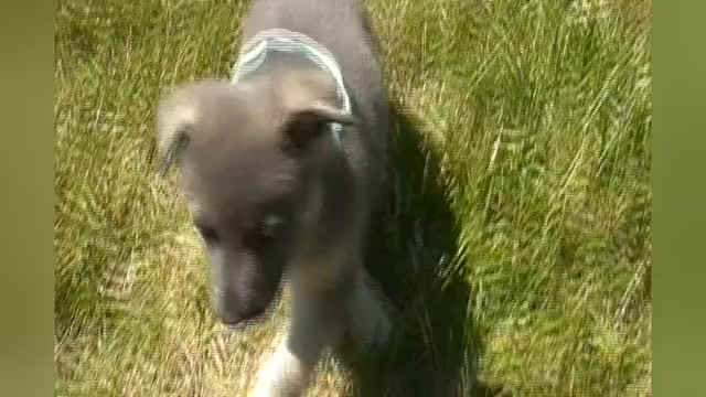 Video preview image #1 German Shepherd Dog Puppy For Sale in PIEDMONT, MO, USA