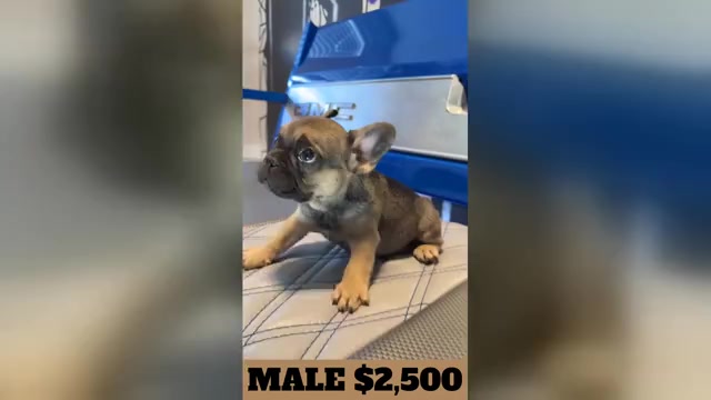 Video preview image #3 French Bulldog Puppy For Sale in SUNNYSIDE, WA, USA
