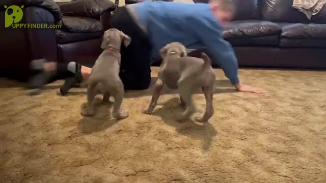 Video preview image #3 Weimaraner Puppy For Sale in WILLOWS, CA, USA