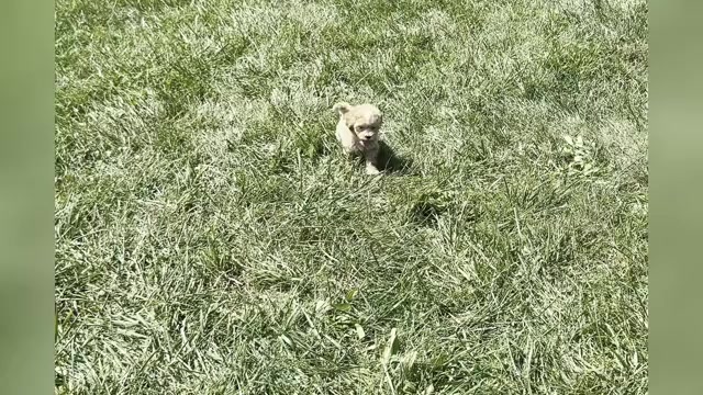 Video preview image #1 Maltipoo Puppy For Sale in WARSAW, IN, USA