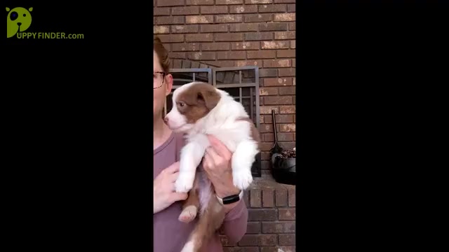 Video preview image #4 Australian Shepherd Puppy For Sale in MARYVILLE, TN, USA