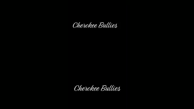 Video preview image #1 French Bulldog Puppy For Sale in CRESTLINE, OH, USA