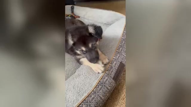 Video preview image #1 German Shepherd Dog-Siberian Husky Mix Puppy For Sale in CLYDE, NY, USA