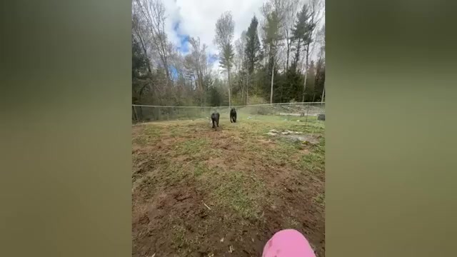 Video preview image #3 Cane Corso Puppy For Sale in STRATFORD, NY, USA
