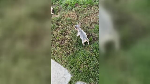 Video preview image #4 French Bulldog Puppy For Sale in YUCAIPA, CA, USA