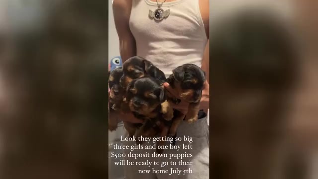 Video preview image #1 Yorkshire Terrier Puppy For Sale in CHICAGO, IL, USA