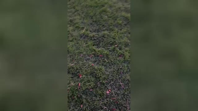 Video preview image #2 Pomsky Puppy For Sale in DELAWARE, OH, USA