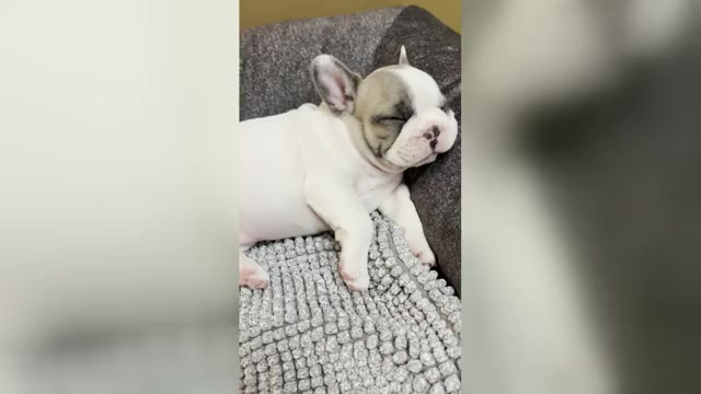 Video preview image #18 French Bulldog Puppy For Sale in WEXFORD, PA, USA