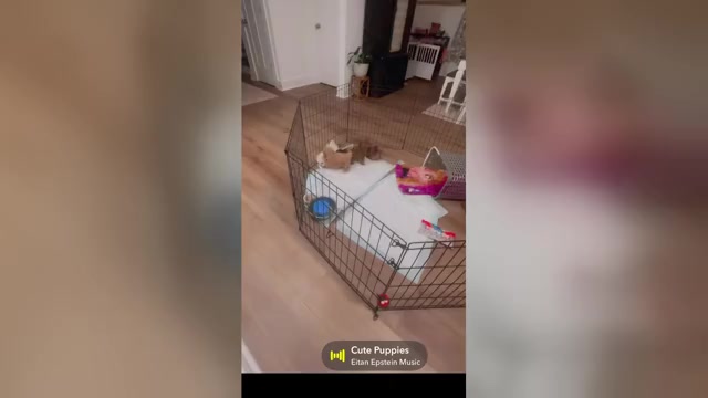 Video preview image #1 ShihPoo Puppy For Sale in ANDERSON, SC, USA