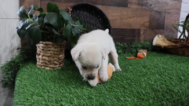 Video preview image #1 Labrador Retriever Puppy For Sale in SYRACUSE, IN, USA