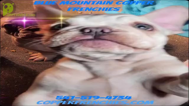 Video preview image #1  Breeder Profile in BAKER CITY, OR, USA