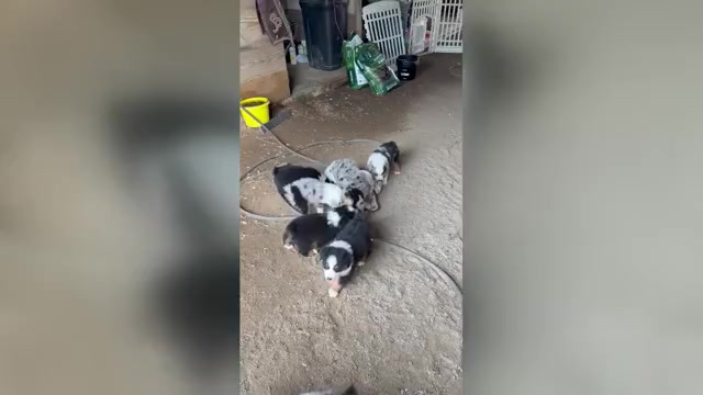 Video preview image #1 Australian Shepherd Puppy For Sale in WHITAKERS, NC, USA