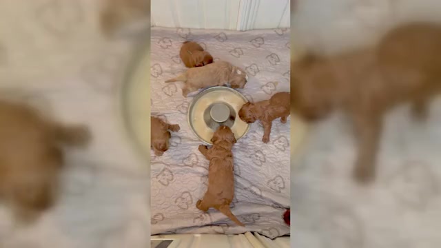 Video preview image #5  Breeder Profile in BAKERSFIELD, CA, USA