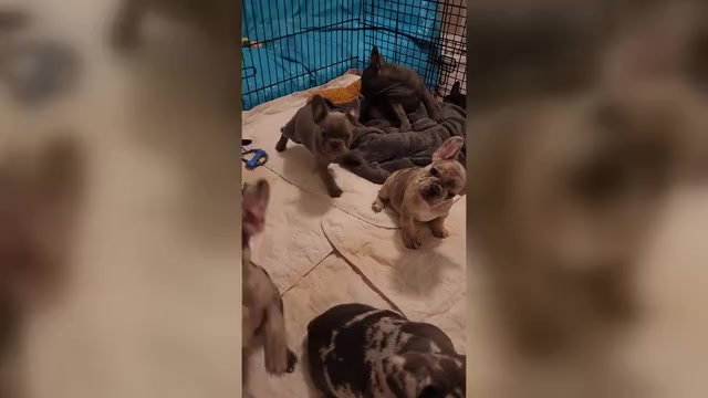 Video preview image #1 French Bulldog Puppy For Sale in CAPE CORAL, FL, USA