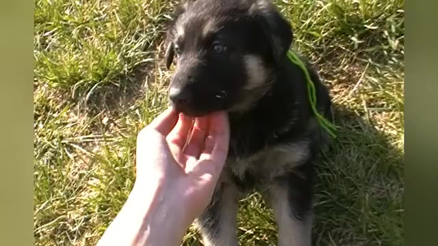 Video preview image #1 German Shepherd Dog Puppy For Sale in PIEDMONT, MO, USA
