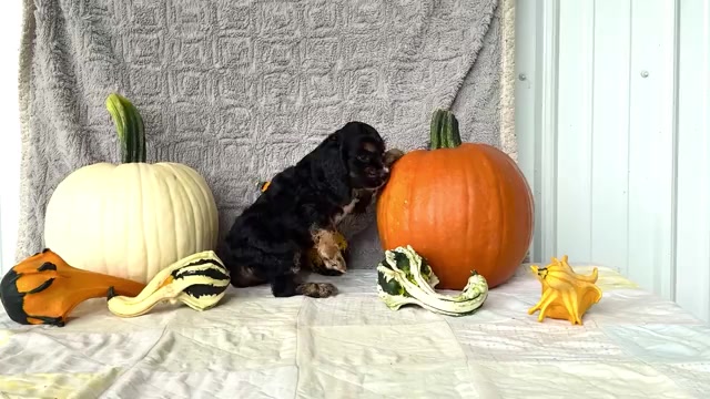 Video preview image #4 Cocker Spaniel Puppy For Sale in WAKARUSA, IN, USA