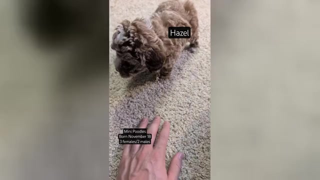 Video preview image #4 Poodle (Miniature) Puppy For Sale in GOSHEN, IN, USA