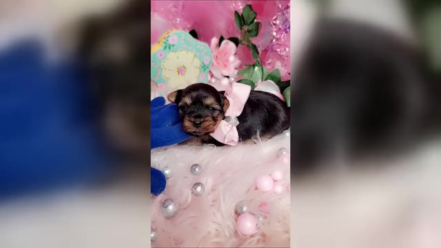 Video preview image #1 Yorkshire Terrier Puppy For Sale in HARKER HEIGHTS, TX, USA