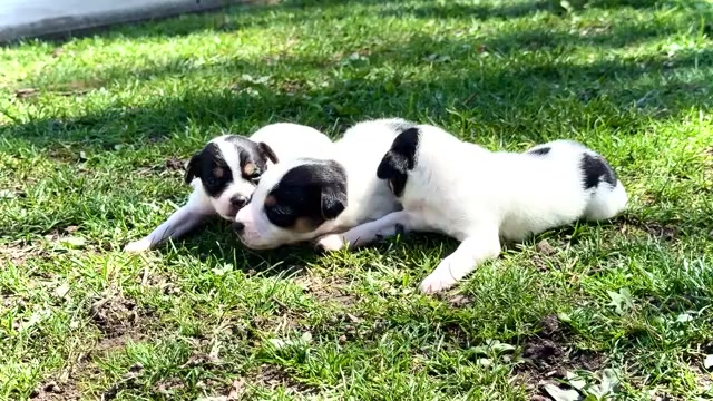 Video preview image #1 Fox Terrier (Smooth)-Fox Terrier (Toy) Mix Puppy For Sale in WAKARUSA, IN, USA