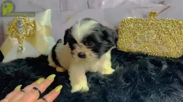 Video preview image #3 Shih Tzu Puppy For Sale in HAYWARD, CA, USA