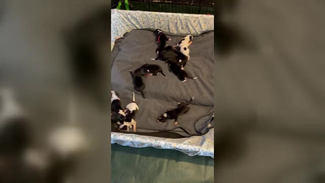 Video preview image #1  Breeder Profile in MESA, AZ, USA