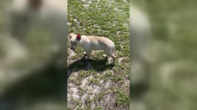 Video preview image #1 German Shepherd Dog Puppy For Sale in ALACHUA, FL, USA