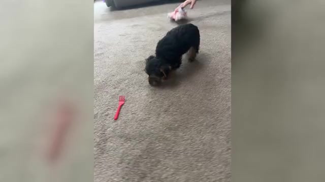 Video preview image #1 Yorkshire Terrier Puppy For Sale in NAPPANEE, IN, USA