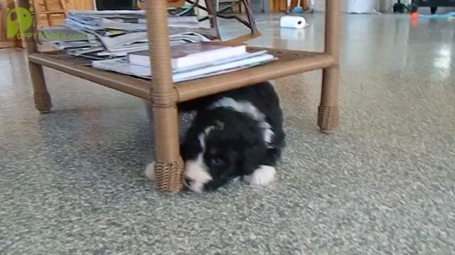 Video preview image #2 Bernedoodle Puppy For Sale in CLARE, MI, USA