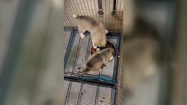 Video preview image #1 Siberian Husky Puppy For Sale in DOUGLASVILLE, GA, USA