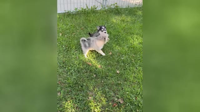 Video preview image #1 Alaskan Klee Kai-Pomsky Mix Puppy For Sale in STAPLES, MN, USA