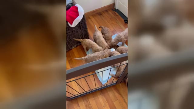Video preview image #1 Goldendoodle Puppy For Sale in OAKLAND GARDENS, NY, USA