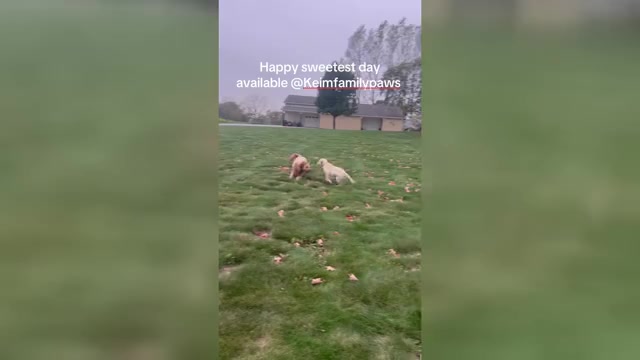 Video preview image #1 Labrador Retriever Puppy For Sale in FREDERICKSBG, OH, USA