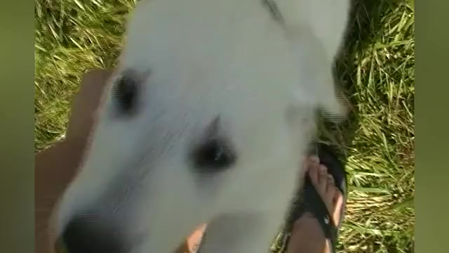 Video preview image #1 German Shepherd Dog Puppy For Sale in PIEDMONT, MO, USA