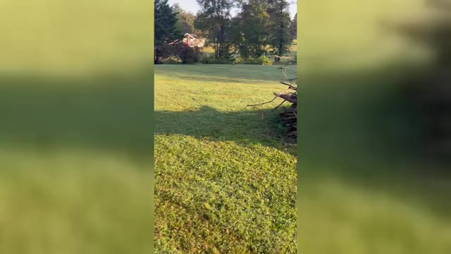 Video preview image #2 Border Collie-Papillon Mix Puppy For Sale in CULPEPER, VA, USA