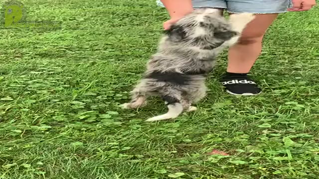 Video preview image #1 Bordoodle Puppy For Sale in ASHLAND, OH, USA