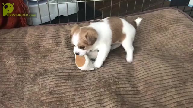 Video preview image #1 Morkie Puppy For Sale in LAS VEGAS, NV, USA