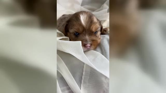 Video preview image #1 Yorkshire Terrier Puppy For Sale in ROCK HILL, SC, USA