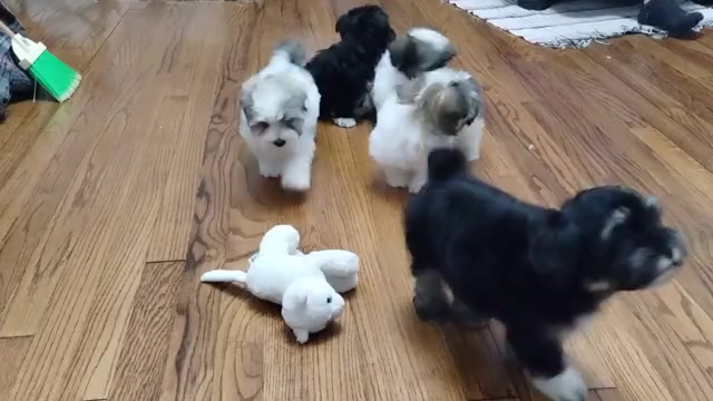 Video preview image #1 Havanese Puppy For Sale in CLARE, MI, USA