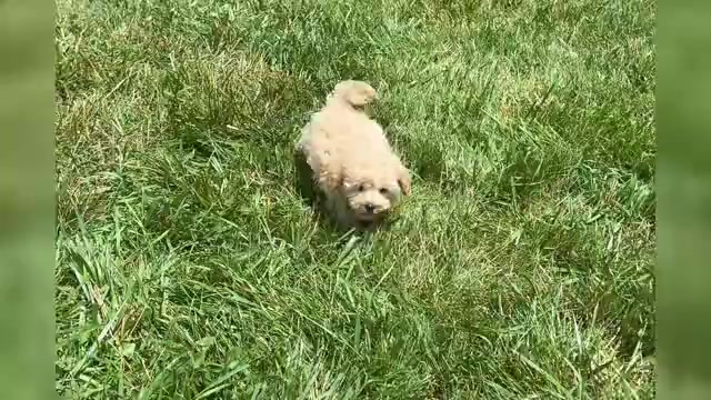 Video preview image #1 Maltipoo Puppy For Sale in WARSAW, IN, USA