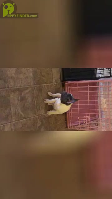 Video preview image #8 French Bulldog Puppy For Sale in LITHONIA, GA, USA