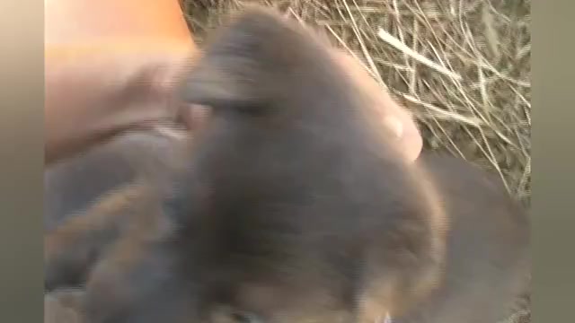 Video preview image #1 German Shepherd Dog Puppy For Sale in PIEDMONT, MO, USA